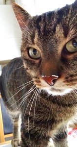 DSC00855 (336x640).jpg