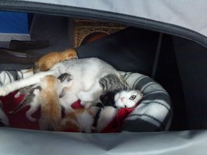 pflegis u. 8erbande 022.jpg