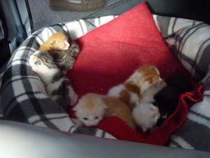 pflegis u. 8erbande 019.jpg