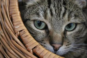 Kiara Nahaufname.jpg