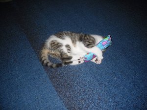 27.5.2010 baldriankissen taiger.JPG