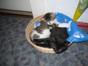 26.5.2010 kuscheln.JPG