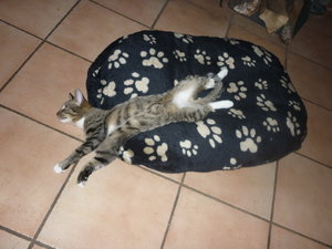 Linus Spezial 017.jpg