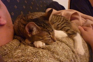 Linus Spezial 077.jpg