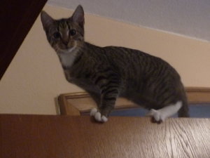 Linus Spezial 005.jpg