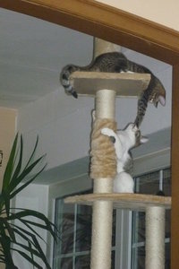 Linus Spezial 066.jpg