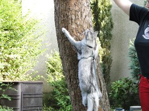 feivel am baum klebend.jpg