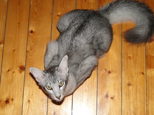 feivel auf dem boden.jpg