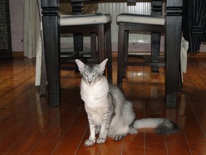 feivel im esszimmer.jpg