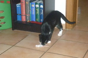 Mäusepremiere (5 Monate) 002.jpg