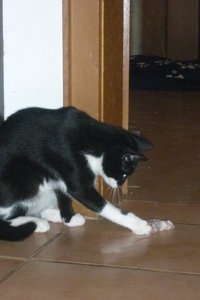 Mäusepremiere (5 Monate) 008.jpg