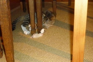 Mäusepremiere (5 Monate) 018.jpg