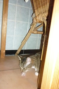 Mäusepremiere (5 Monate) 021.jpg