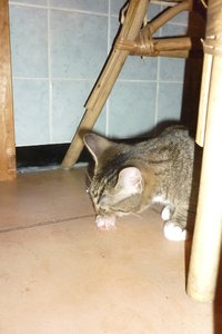 Mäusepremiere (5 Monate) 022.jpg