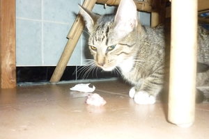 Mäusepremiere (5 Monate) 023.jpg