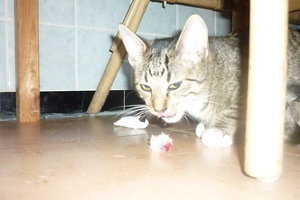 Mäusepremiere (5 Monate) 024.jpg