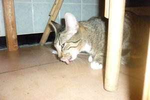 Mäusepremiere (5 Monate) 025.jpg