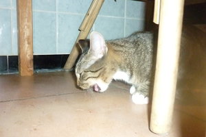 Mäusepremiere (5 Monate) 027.jpg