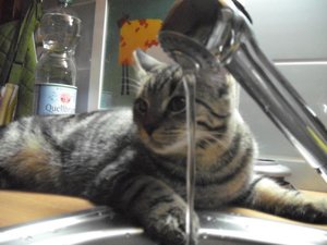 Kiddo an der Tränke.jpg