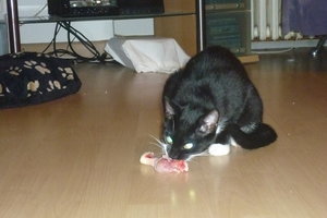 Hühnerschenkelchen^^ Klappe, die erste 006.jpg