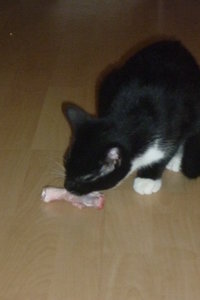 Hühnerschenkelchen^^ Klappe, die erste 008.jpg