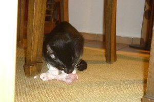 Hühnerschenkelchen^^ Klappe, die erste 020.jpg