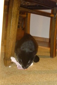 Hühnerschenkelchen^^ Klappe, die erste 022.jpg