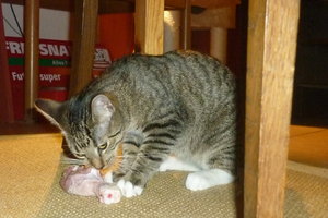 Hühnerschenkelchen^^ Klappe, die erste 004.jpg