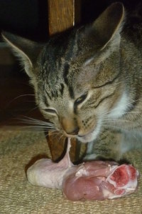 Hühnerschenkelchen^^ Klappe, die erste 013.jpg