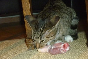 Hühnerschenkelchen^^ Klappe, die erste 014.jpg