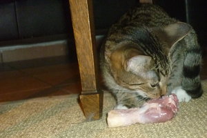 Hühnerschenkelchen^^ Klappe, die erste 015.jpg