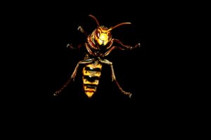 08-08-16 Hornisse.jpg