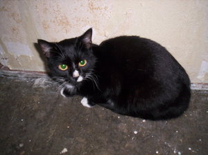 Unfall10.06.08 Teil2 001.jpg