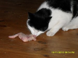 Mütze mit Hühnerflügel 006 [800x600].jpg