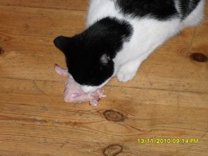 Mütze mit Hühnerflügel 007 [800x600].jpg