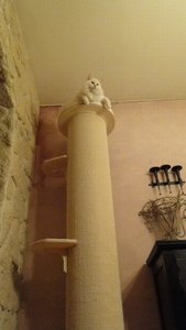 kratzsäule pet fun.jpg