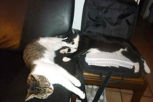 17.11.2010 entbömmelte Kater 020.jpg