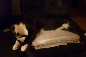 entspannter 2 meter Kater 003.jpg