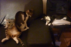 entspannter 2 meter Kater 001.jpg