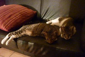 entspannter 2 meter Kater 013.jpg