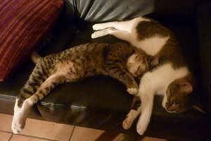 entspannter 2 meter Kater 022.jpg