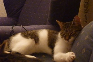 17.11.2010 entbömmelte Kater 015.jpg