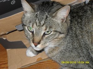 jungs 002 [800x600].jpg