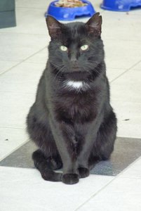 2009 SEP Bayerwald  Landshut Bacardi 064.jpg