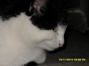 Mütze mit Hühnerflügel 004 [800x600] [800x600].jpg