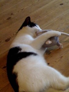 no name 017 [800x600].jpg