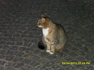 Jungs im Garten 029 [800x600].jpg