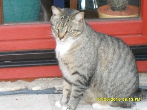 Tommy 005 [800x600].jpg