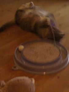 no name 015 [800x600].jpg