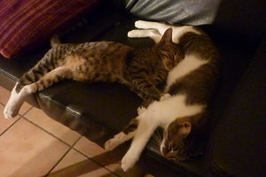 entspannter 2 meter Kater 023.jpg